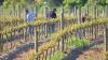 Temporary foreign workers are crucial to agri-food industry, says OFA
