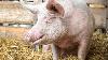 Croatia culls 10,000 pigs after fresh ASF outbreak