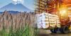 El Salvador’s Sugar Sector Eyes International Markets With Stronger Harvest.