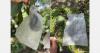 "Between 500 and 700 hectares of Guatemalan avocado would be ready for export under USDA protocol"
