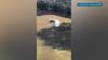 Hawaiian monk seal spotted exploring Nuuanu Stream