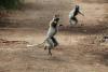A dancing lemur could help save one of Madagascar’s most endangered ecosystems