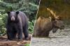 Maine Stands Out Among the Top States for Wildlife in America