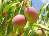Mango industry must comply with FDA’s Final Traceability Rule by July 2028