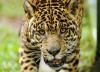 Panama Ranches Adopt New Measures to Curb Jaguar Attacks