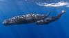 Note on Emerging Science: Whales Mistake Plastic for Food