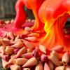 Pulp Mill Waste Transformed into Eco-Friendly Solution for Eliminating Toxic Dyes