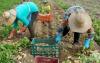 Labor market opens up to refugees