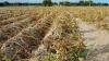 Lifestyle The Cool Down Farmers issue warning as unexpected conditions devastate key crops: 'We're drying up'