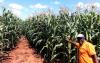 COMMENT: Zim’s agricultural boom seeding industrialisation and sustainable growth