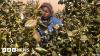 Zimbabwe is tobacco country. But some want to switch to a healthier crop - blueberries