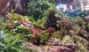Exploring Yuyos Herbs: Paraguay’s Green Treasure Rediscovered By Science