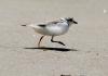 Delaware’s piping plover chicks remain at risk from climate change, predators and humans