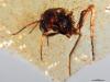 Amber from Ecuador reveals insects from the age of dinosaurs