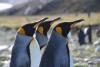 All About Right Whale Bay, South Georgia (2025 Guide)