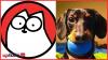 Simon’s Cat vs. Crusoe the Dachshund: A U.S.-Centric Deep Dive into Their Pet Influencer Business Models