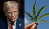 Trump Posts Video On Medical Benefits Of Cannabis For Seniors As White House Weighs Rescheduling