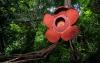 Can We Save the World’s Largest Flowers From the Brink of Extinction?