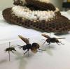 Guam takes spotlight in scientific community with study on Invasive Hornet impacts