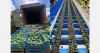 "At the moment, shipping fruit abroad or selling it locally is almost the same in terms of price"