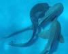 Science National Geographic First-of-its-kind footage reveals 3 endangered sharks mating—all at the same time