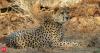India-Botswana talks to import eight more cheetahs in final stages: MP forest official