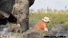 Elephants flip and trample British tourists’ canoes in Botswana