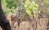 Cameroon’s national park sees wildlife resurgence — but human pressures threaten fragile gains