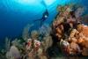 Cayman’s coral reefs are dying, DoE warns