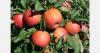 Estonian apple harvest reduced by cold and rain