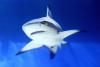 Scientists test bite-resistant wetsuits to protect against sharks in South Australia