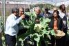 Nuclear Science Delivers Disease-Resistant Cauliflower in Mauritius