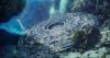 Aliens hiding in ‘five or six’ underwater UFO bases off the Bahamas, says top politician