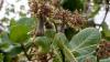 Scaling successes in sustainable agriculture