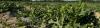 Riverbend Farms: A Family Tradition Embracing Modern Agriculture