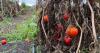 City Farm SLO expands agricultural and educational capabilities with new acreage
