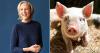 Pig organ transplants and bionic limbs — new book explores latest medical breakthroughs