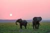 WATCH: Close call as elephant charges tourists in Botswana's Okavango Delta
