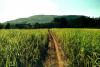 Trump Tariffs Threaten Brazilian Cachaça Exports, and Sector Pleads for Help