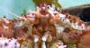 Chilean prosecutors seek to fine 7 processors $54m in king crab dock price-fixing case