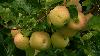 Business at Mountain Fresh Orchards back to pre-Helene levels, says owner