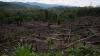 Amazon's 'flying rivers' weaken, scientists warn of worsening droughts