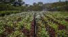 Food industry in Holguín boosts agricultural ties