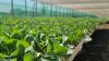 Agriculture widens trade surplus with more exports, less imports in Q2