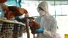 Argentina declares freedom from H5N1 avian influenza