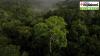 Amazon rainforest trees are getting bigger due to climate change: What a new study says