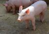 ASF outbreak on European farm leads to job losses