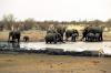 Elephant flips safari canoes for nearing calf in Botswana