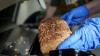 Seattle-area nonprofit donates home-baked bread to food banks in 4 states