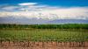 Argentina’s Mendoza Wine Region: A Retiree Haven for $2K/Month